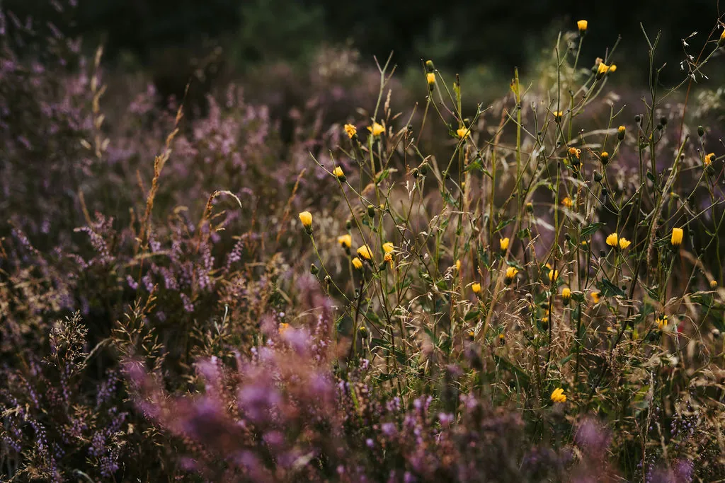 Bloeiende heide in het Friese landschap